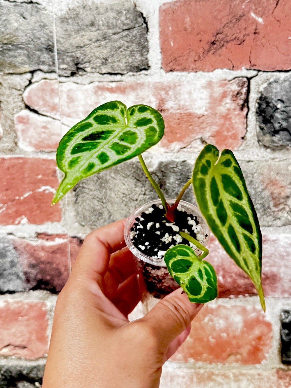 Anthurium Silver Blush - Green Variegated Leaf